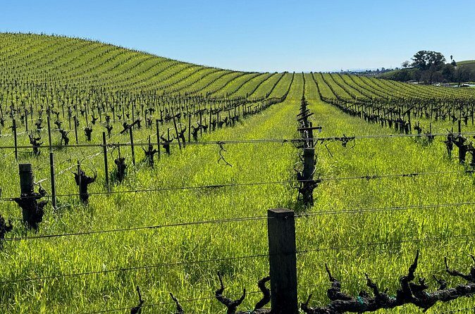 San Francisco to Sonoma Private 6 Hour Wine Tour - up to 4 guests - Authentic Experiences and What Travelers Say