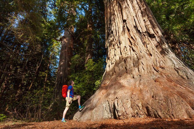 San Francisco to Yosemite One-Way Transfer - Frequently Asked Questions