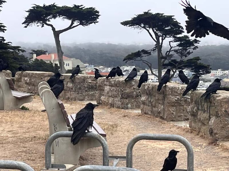 San Francisco: Wild Coast Tour - An Authentic Look at San Francisco’s Wild Side