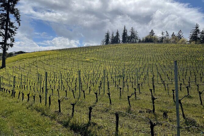 San Francisco Wine Country Tour in EV VW Van - Key Points