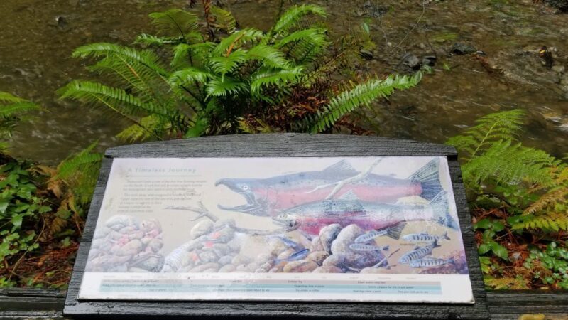 San Fransico: Muir Woods & Marin Headlands Private Tour - Who This Tour Is Perfect For