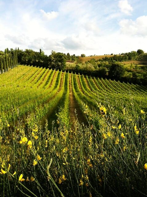 San Gimignano: Tuscan Wine & Bruschetta Tasting for Families - Key Points