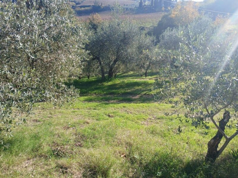 San Gimignano: Winery Visit with Picnic in Olive Grove - What to Expect from This Tuscan Experience