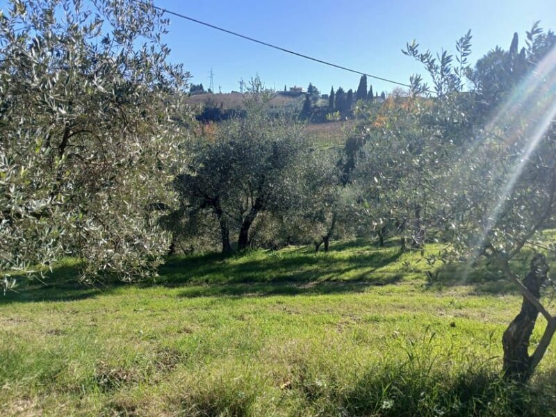 San Gimignano: Winery Visit with Picnic in Olive Grove - Authenticity and Unique Aspects