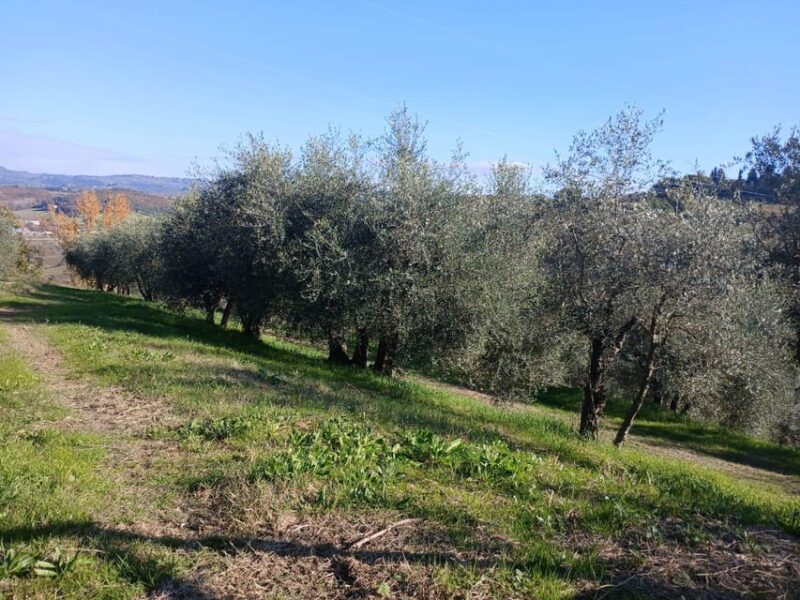 San Gimignano: Winery Visit with Picnic in Olive Grove - Final Thoughts: Who Will Love This Tour?