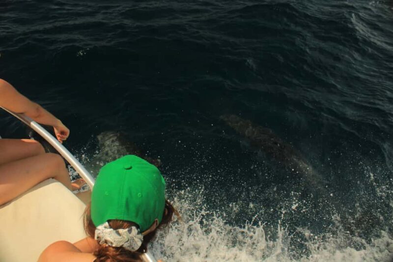 San José del Cabo: Ocean Safari - Exploring the Sea of Cortez: What to Expect