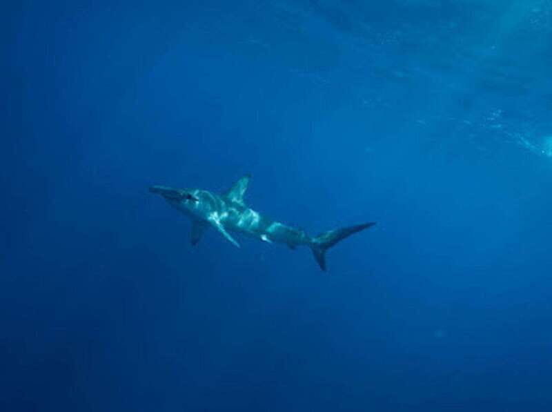 San José del Cabo: Ocean Safari - Analyzing the Cost and Value