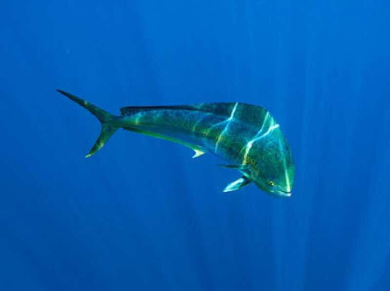 San José del Cabo: Ocean Safari - Who Will Love This Tour?