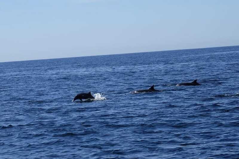 San José del Cabo: Ocean Safari - FAQ