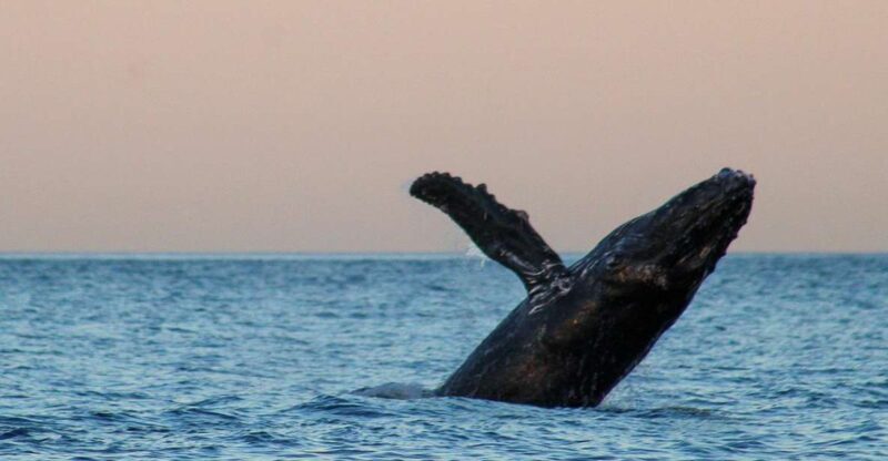 San Jose del Cabo Sunset Whale Watching - Final Thoughts: Is This Tour Right for You?