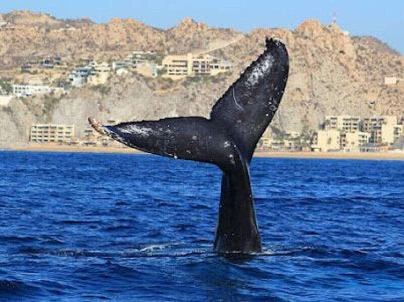 San José del Cabo: Whale Watching Experience - Key Points