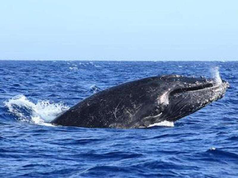 San José del Cabo: Whale Watching Experience - Experience Breakdown and What to Expect