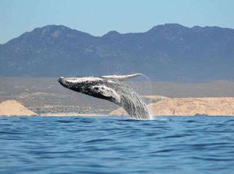 San José del Cabo: Whale Watching Experience - Who This Tour Is Best For
