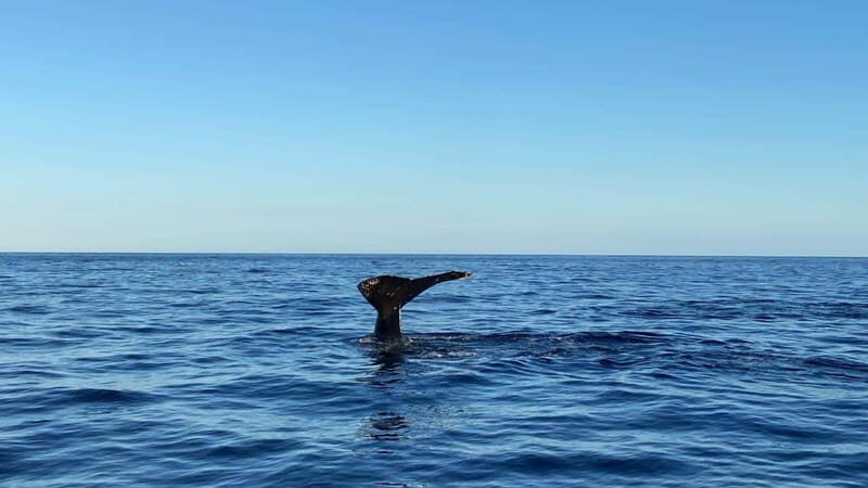 San José del Cabo: Whale Watching Experience - Final Thoughts