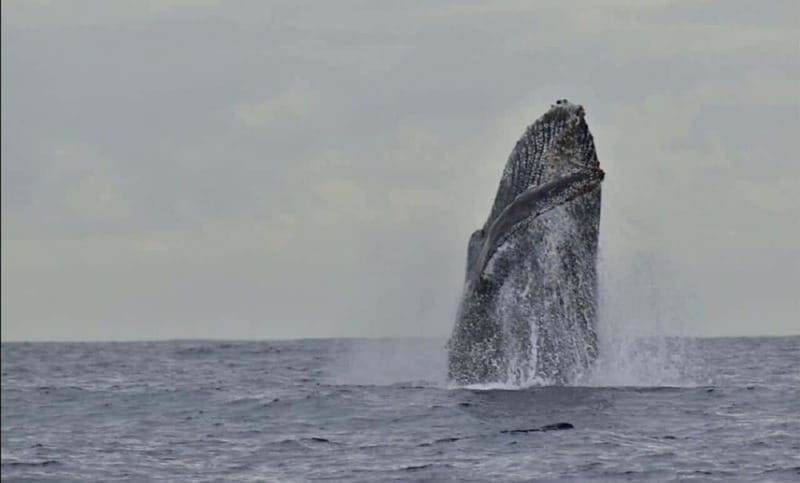 San José del Cabo: Whale Watching Experience - FAQs