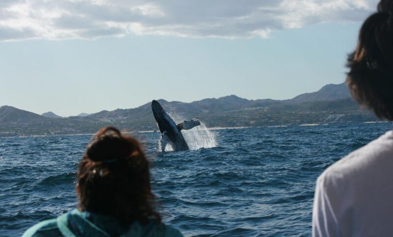 San Jose del Cabo Whale Watching - Introduction