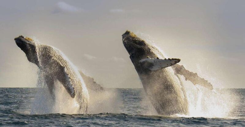 San Jose del Cabo Whale Watching - Who Will Love This Tour?