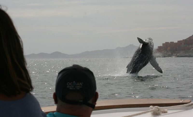 San Jose del Cabo Whale Watching - The Sum Up