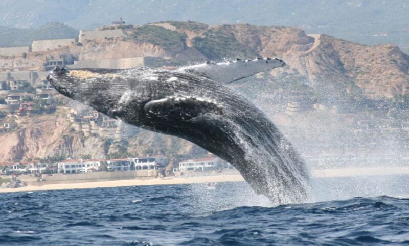 San Jose del Cabo Whale Watching - FAQ