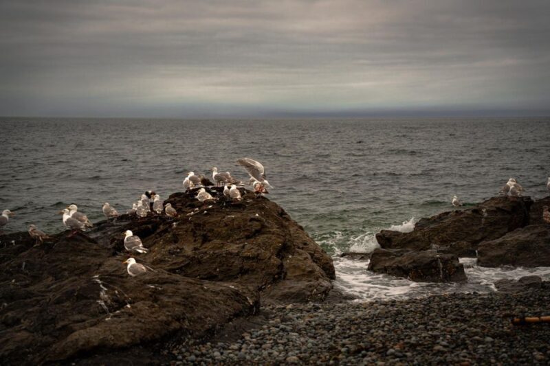 San Juan Island: 3-h Griffin Bay Tour - A detailed look at the Griffin Bay Kayak Tour
