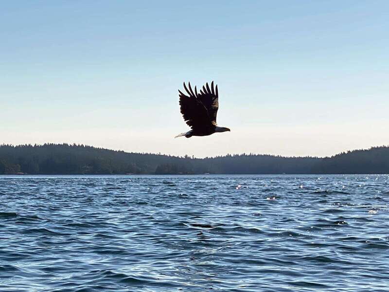 San Juan Island: Full Day Kayaking Tour with Lunch - Why This Tour Stands Out