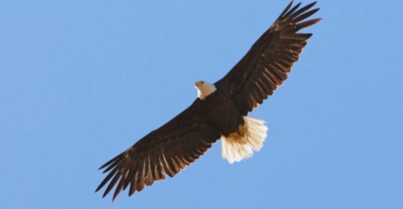 San Luis Obispo: Eagle and Birdwatching Tour by Hummer - Exploring Santa Margarita Ranch: A Wildlife Haven