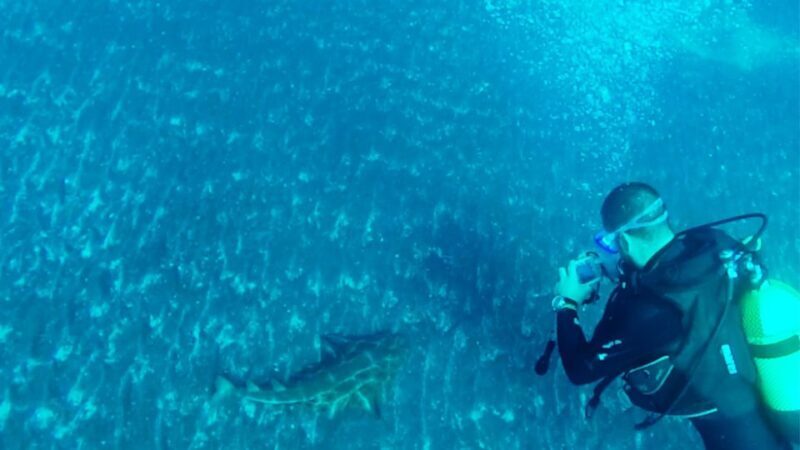 San Miguel de Abona: 2Dive Package - Key Points