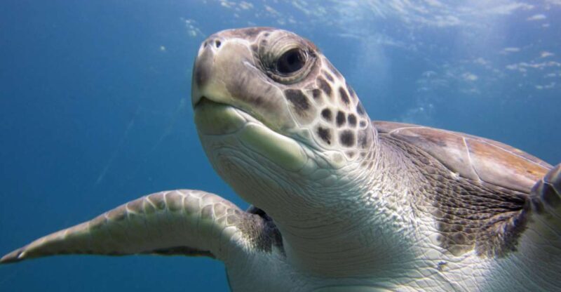 San Miguel de Abona: 2Dive Package - A Closer Look at the 2Dive Package