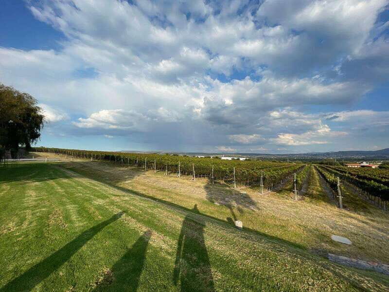 San Miguel de Allende: A Journey Through Vineyards - Key Points