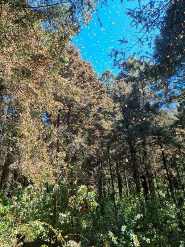 San Miguel de Allende: Monarch Butterflies Tour - The Experience: What to Expect