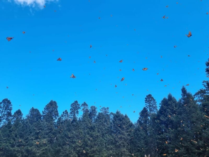 San Miguel de Allende: Monarch Butterflies Tour - Frequently Asked Questions