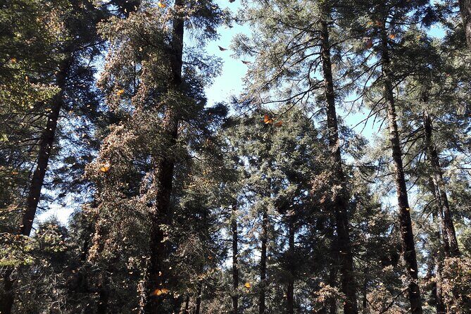 San Miguel de Allende Monarch Butterflies Tour - An In-Depth Look at the Experience