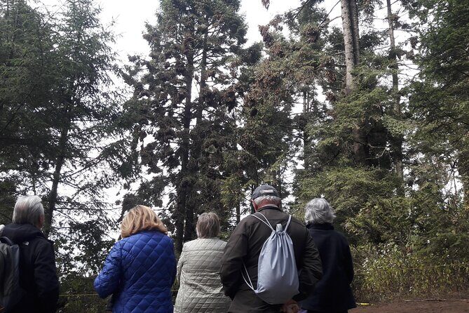 San Miguel de Allende Monarch Butterflies Tour - Who Will Love This Tour?