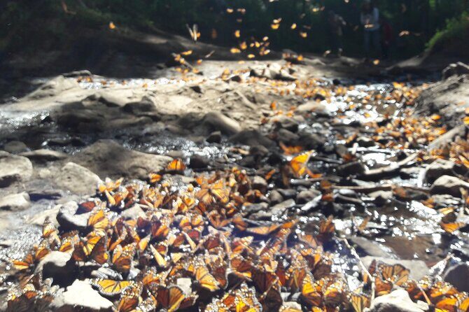San Miguel de Allende Monarch Butterflies Tour - Final Thoughts