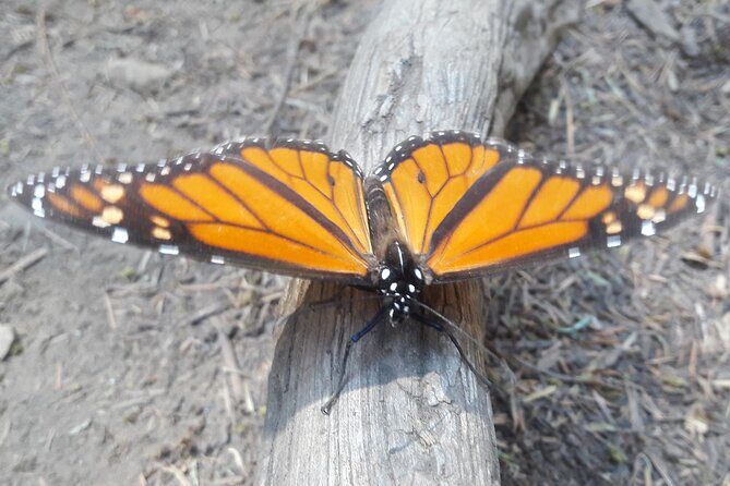 San Miguel de Allende Monarch Butterflies Tour - FAQs