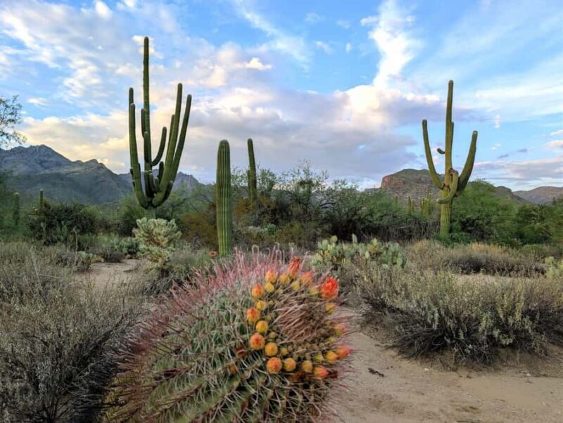 San Tan Regional Park: Sonoran Desert Mountain Bike Tour - FAQs