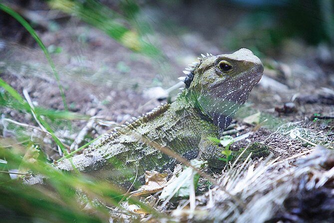 Sanctuary Mountain (Mt Maungatautari) & Waitomo Luxury Day tour from Auckland - Key Points