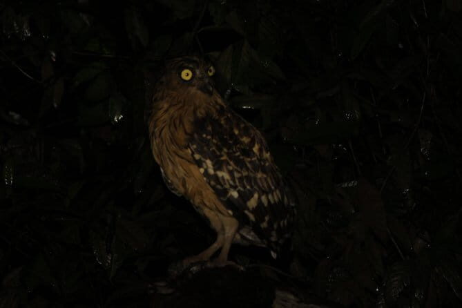 Sandakan Borneo Wildlife Day Trip Tour - An In-Depth Look at the Itinerary
