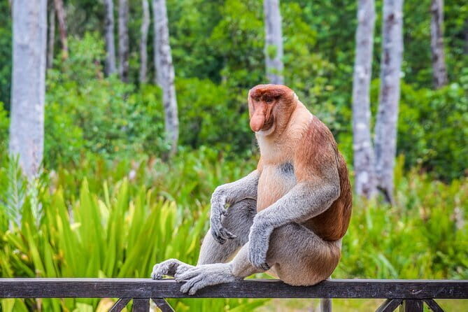 Sandakan Borneo Wildlife Day Trip Tour - FAQ