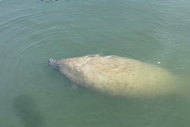 Sandbar & Island Hopping with Dolphins in Madeira Beach - What to Expect from the Madeira Beach Sandbar & Island Hopping Tour