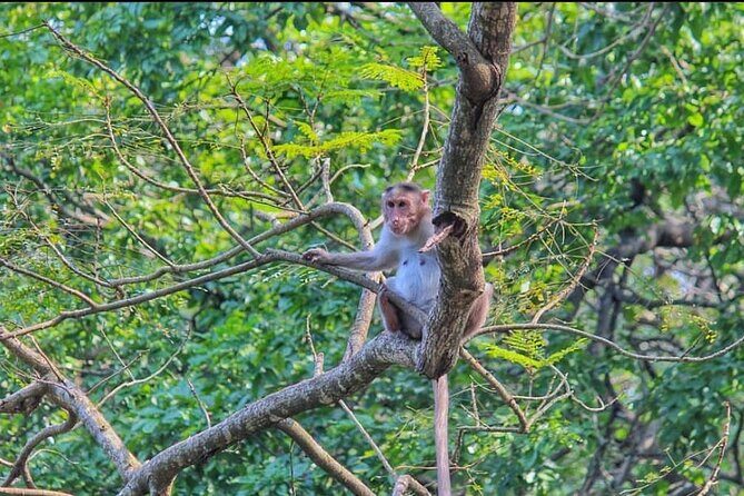 Sanjay Gandhi National Park and Kanheri Caves Day Private Tour - Who Should Consider This Tour?