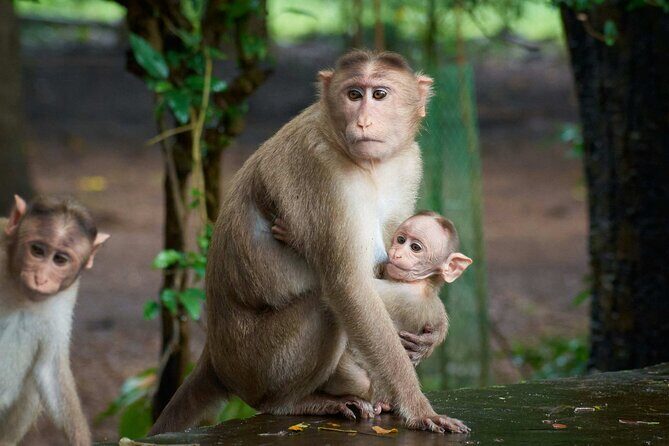 Sanjay Gandhi National Park and Kanheri Caves Guided Tour - FAQ