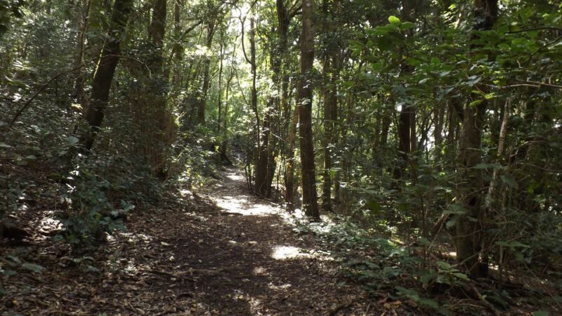 Santa Cruz de Tenerife: 2-Hour Hiking Tour in Anaga Forest - Who is This Tour Perfect For?