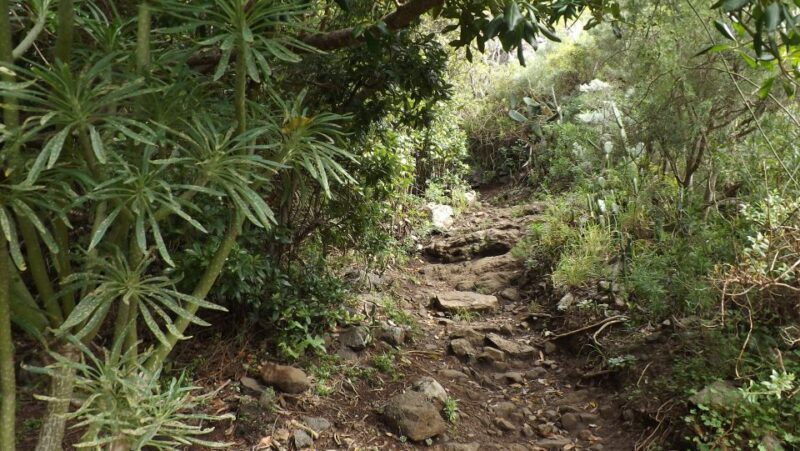 Santa Cruz de Tenerife: 2-Hour Hiking Tour in Anaga Forest - Frequently Asked Questions
