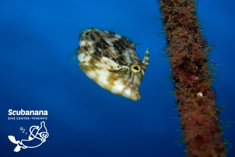 Santa Cruz de Tenerife: PADI Introductory Dive - Is This Tour Right for You?