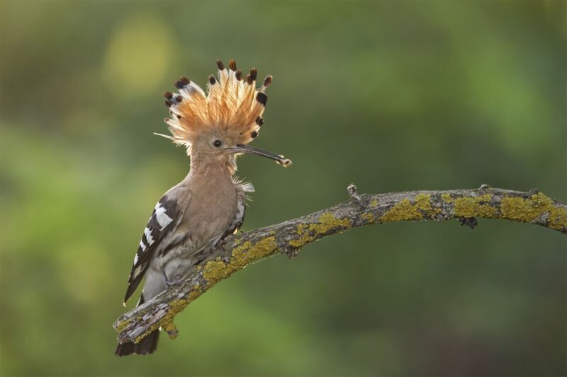 Santa Cruz de Tenerife Palmetum Entry Ticket - FAQs