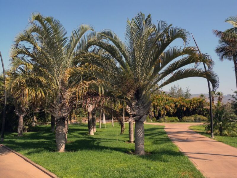 Santa Cruz de Tenerife Palmetum Entry Ticket - Final Thoughts