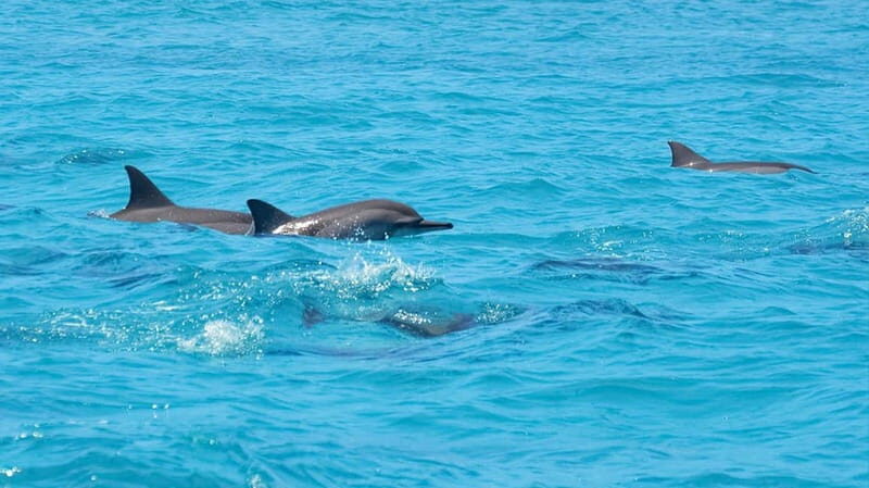 Santa Eulalia: Jet Ski Tour with Optional Dolphin Searching - Santa Eulalia: Jet Ski Tour with Optional Dolphin Searching – A Deep Dive