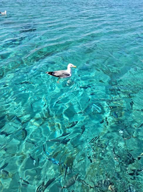 Santa-Giulia: Half-day trip to the Lavezzi Islands - Who Should Consider This Tour?