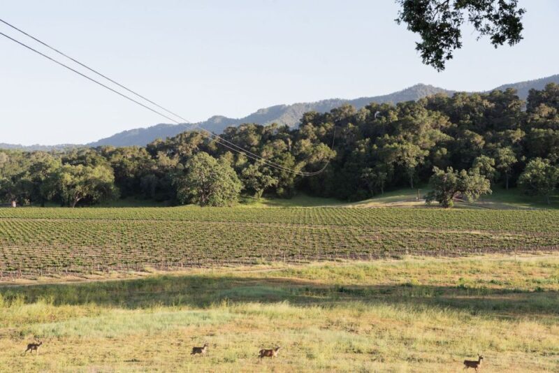 Santa Margarita: Zipline Adventure with 6 Different Ziplines - Final Thoughts: Is It Worth It?